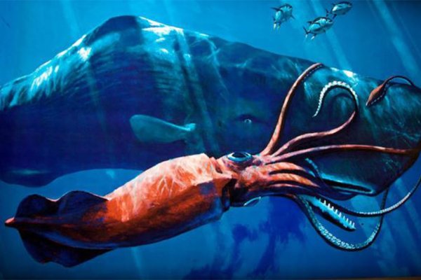 Kraken это современный маркетплейс